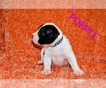 Small #4 Presa Canario