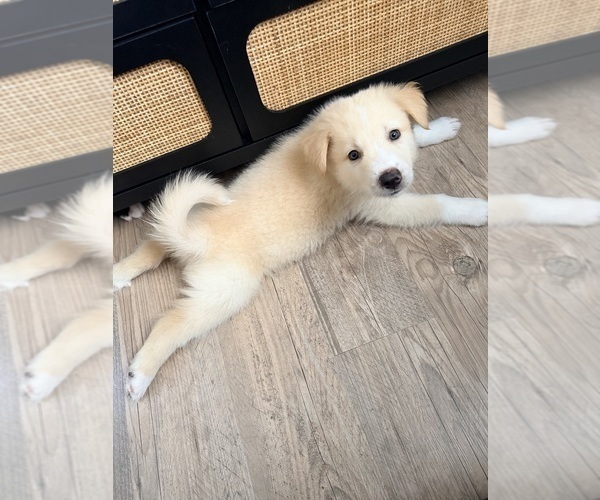 Medium Photo #6 Siberian Husky-Unknown Mix Puppy For Sale in ONTARIO, CA, USA