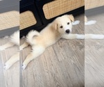 Small #5 Siberian Husky Mix