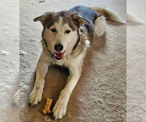 Alaskan Malamute-Unknown Mix Dogs for adoption in Minneapolis, MN, USA