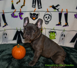 French Bulldog Puppy for sale in EVERETT, WA, USA