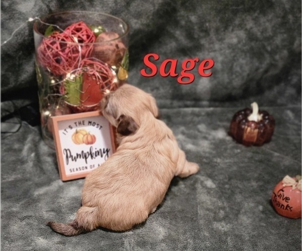 Medium Photo #8 Havanese Puppy For Sale in ALBION, PA, USA