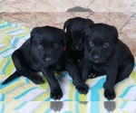 Small Photo #126 Labrador Retriever Puppy For Sale in OLYMPIA, WA, USA