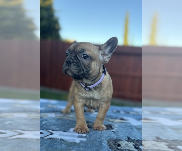Medium Photo #3 French Bulldog Puppy For Sale in SACRAMENTO, CA, USA