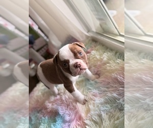 American Bulldog Puppy for sale in HEMET, CA, USA