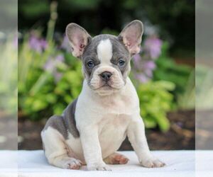 French Bulldog Puppy for sale in HONEY BROOK, PA, USA