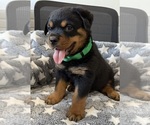 Small #34 Rottweiler