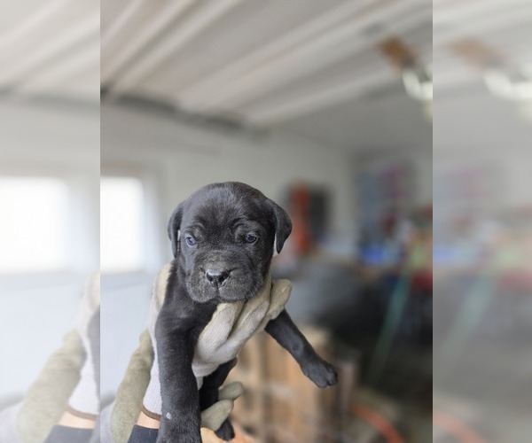 Medium Photo #1 Cane Corso Puppy For Sale in AKRON, OH, USA