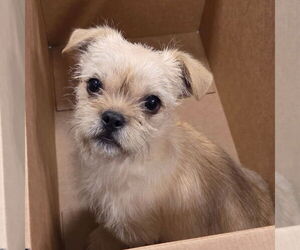 Brussels Griffon-Unknown Mix Dogs for adoption in Chico, CA, USA