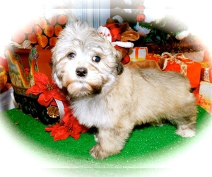 Havanese-Poodle (Toy) Mix Puppy for sale in HAMMOND, IN, USA