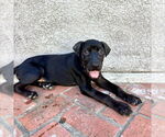 Small #3 Labrador Retriever Mix