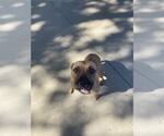 Small #3 American Pit Bull Terrier Mix