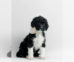 Small Photo #1 Portuguese Water Dog Puppy For Sale in Guelph, Ontario, Canada