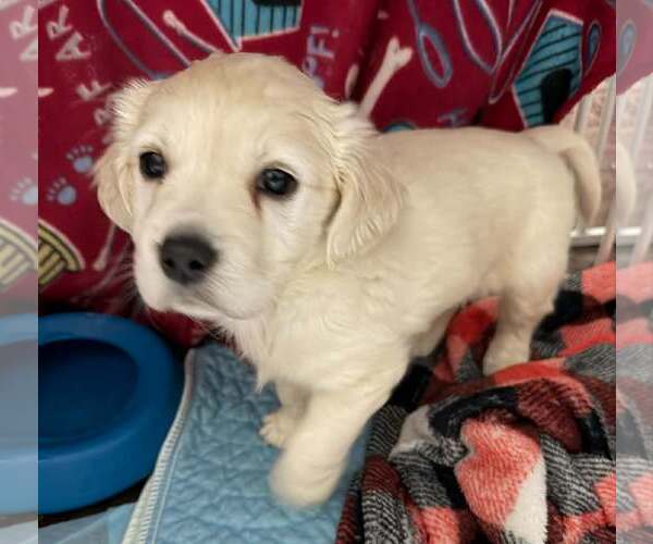 Medium Photo #2 Cockeranian Puppy For Sale in Anchorage, AK, USA