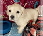 Small Photo #2 Cockeranian Puppy For Sale in Anchorage, AK, USA