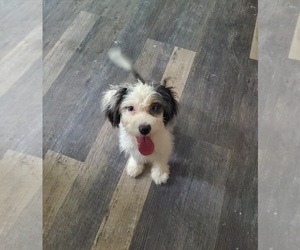 Miniature Bernedoodle-Poodle (Miniature) Mix Puppy for sale in GOSHEN, IN, USA