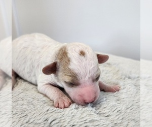 Poodle (Miniature) Puppy for Sale in HOAGLAND, Indiana USA