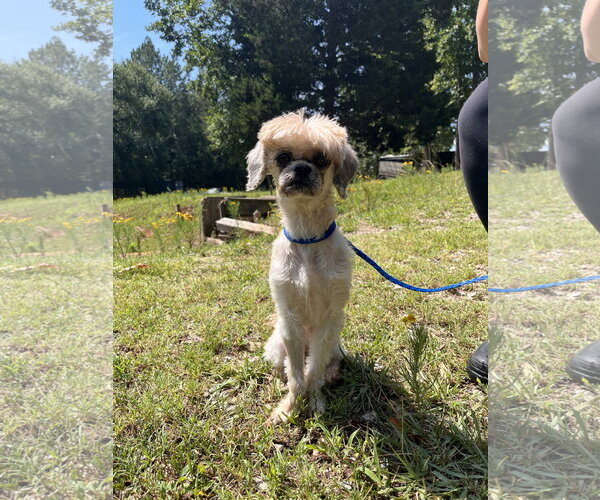 Medium Photo #2 Shih Tzu-Unknown Mix Puppy For Sale in Pacolet, SC, USA