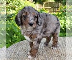 Small #6 F2 Aussiedoodle