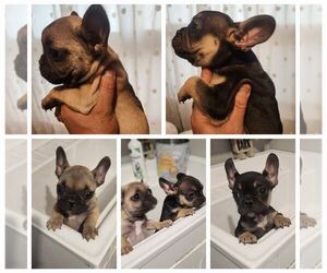 French Bulldog Puppy for sale in LOS ANGELES, CA, USA