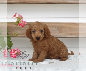 Poodle (Miniature) Puppy for sale in GAP, PA, USA