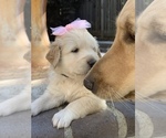 Small Photo #61 Golden Retriever Puppy For Sale in SACRAMENTO, CA, USA