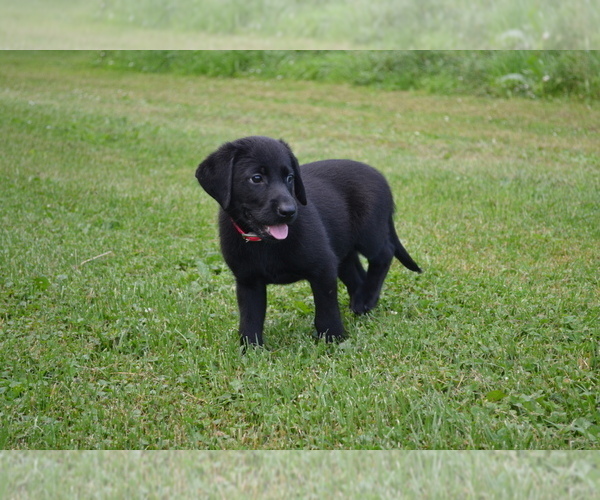 Medium Photo #28 Labrador Retriever Puppy For Sale in GREENWOOD, WI, USA