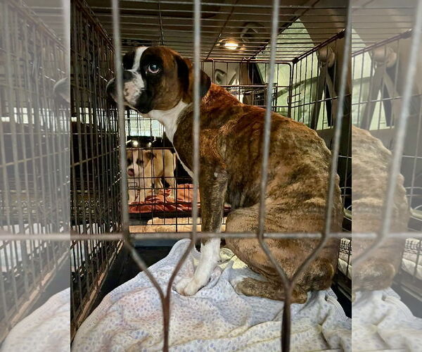 Medium Photo #2 Boxer Puppy For Sale in Dumont, NJ, USA