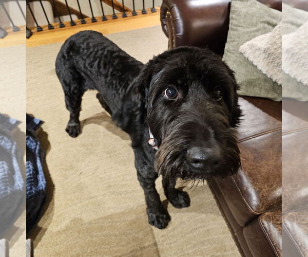 Medium Photo #3 Labradoodle Puppy For Sale in Brooklyn Center, MN, USA