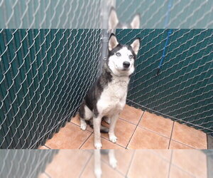 Siberian Husky Dogs for adoption in Downey, CA, USA