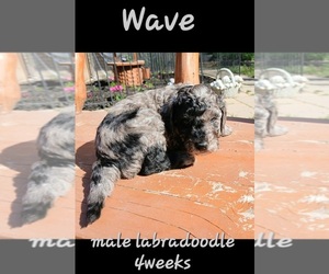Miniature Labradoodle Puppy for sale in MILLVILLE, MN, USA