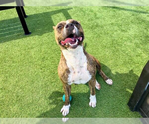 Medium Photo #1 American Pit Bull Terrier Puppy For Sale in Orange, CA, USA