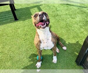Medium American Pit Bull Terrier