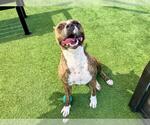 Small American Pit Bull Terrier