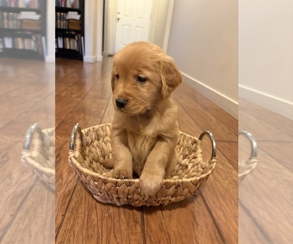 Medium Photo #4 Golden Retriever Puppy For Sale in BATTLE GROUND, WA, USA