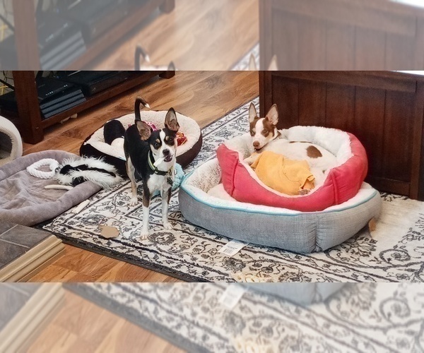 Medium Photo #1 Rat-Cha Puppy For Sale in CEDARWOOD, CO, USA