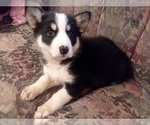 Small Photo #41 German Shepherd Dog-Siberian Husky Mix Puppy For Sale in SAINT MARYS, KS, USA