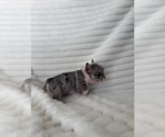 Small #2 French Bulldog