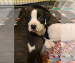 Small American Staffordshire Terrier-Boxer Mix