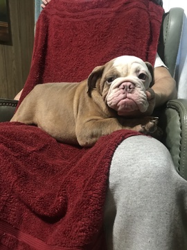 Medium Photo #2 English Bulldog Puppy For Sale in EAST HAVEN, CT, USA