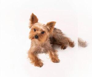 Father of the Yorkshire Terrier puppies born on 05/25/2022