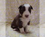 Small Photo #50 Border Collie Puppy For Sale in NORBORNE, MO, USA