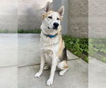 Small #1 Huskies  Mix