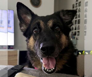 German Shepherd Dog Dogs for adoption in Fargo, ND, USA