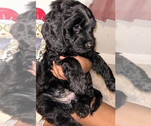 Goldendoodle (Miniature) Puppy for sale in HOUSTON, TX, USA