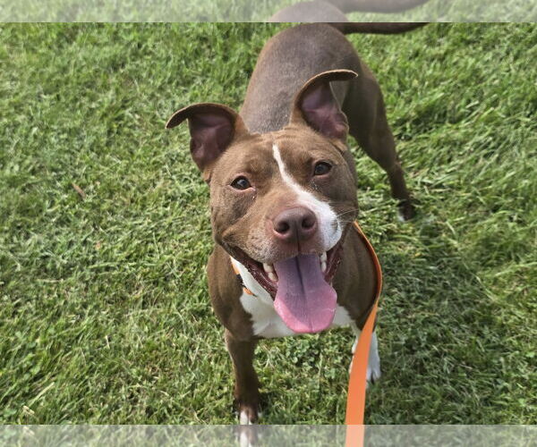 Medium Photo #3 American Pit Bull Terrier-Unknown Mix Puppy For Sale in Millersville, MD, USA