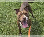 Small #2 American Pit Bull Terrier Mix