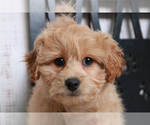 Small Photo #2 Havachon-Poodle (Miniature) Mix Puppy For Sale in MARIETTA, GA, USA