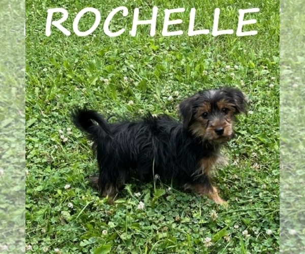 Medium Photo #3 YorkiePoo Puppy For Sale in HARTLAND, MN, USA