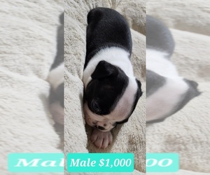 Boston Terrier Puppy for sale in SALESVILLE, OH, USA